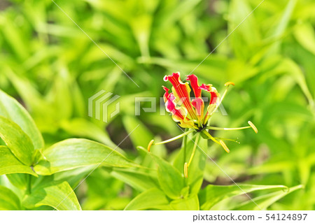Orange Gloriosa flower Orange Gloriosa flower 54124897