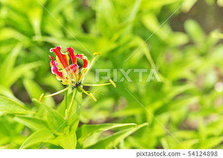Orange Gloriosa flower 54124898