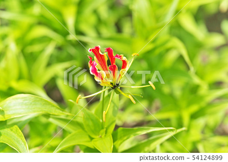 Orange Gloriosa flower 54124899