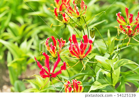 Orange Gloriosa flower Orange Gloriosa flower 54125139