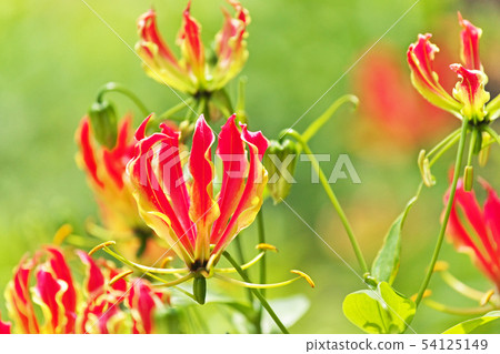 橙色Gloriosa花 橙色Gloriosa花 54125149