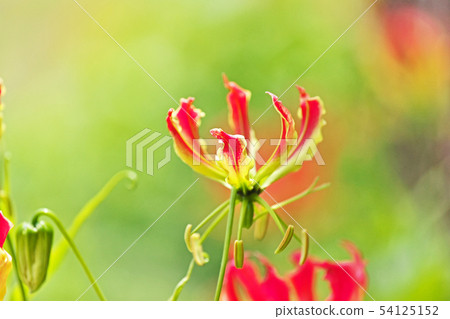 Orange Gloriosa flower 54125152