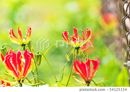Orange Gloriosa flower Orange Gloriosa flower 54125154