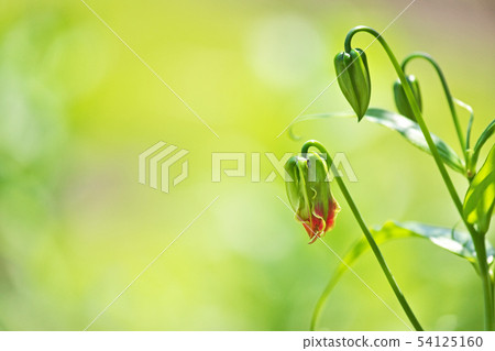 Glorious moth still green Glorious moth still green 54125160