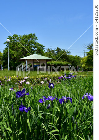 Hanashaubu flower bouquet iris 54125230