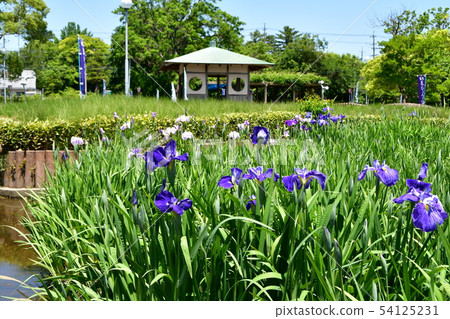 Hanashaubu flower bouquet iris 54125231