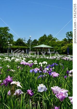Hanashaubu花束虹膜 Hanashaubu花束虹膜 54125235