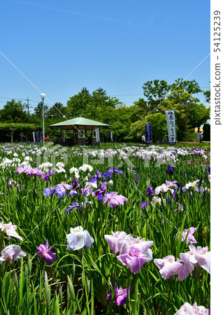 Hanashaubu花束虹膜 Hanashaubu花束虹膜 54125239