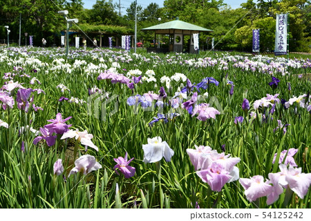 Hanashaubu花束虹膜 Hanashaubu花束虹膜 54125242