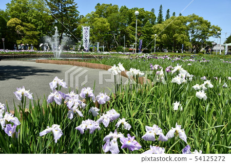 Hanashaubu花束虹膜 54125272