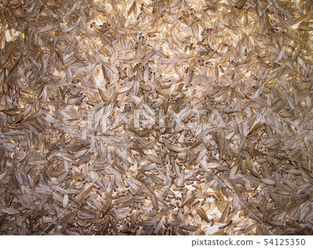 mayfly. mayfly. 54125350