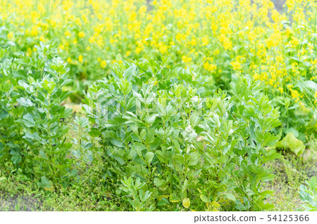 Broad bean pea 54125366