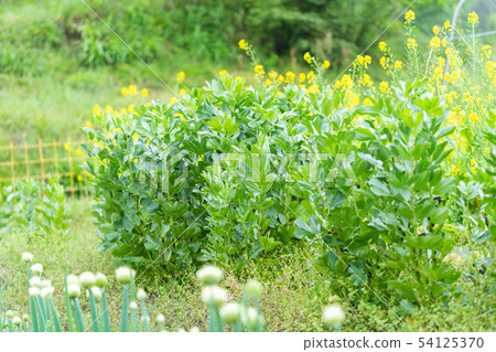 Broad bean pea 54125370