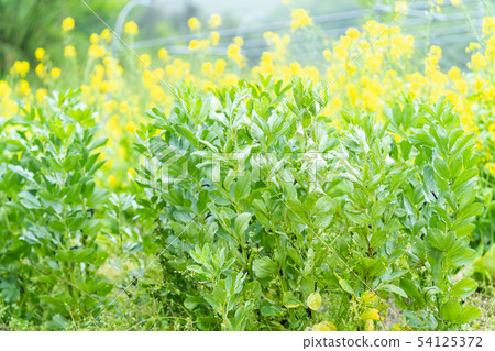 Broad bean pea Broad bean pea 54125372