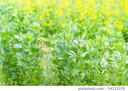 蠶豆 蠶豆 54125376