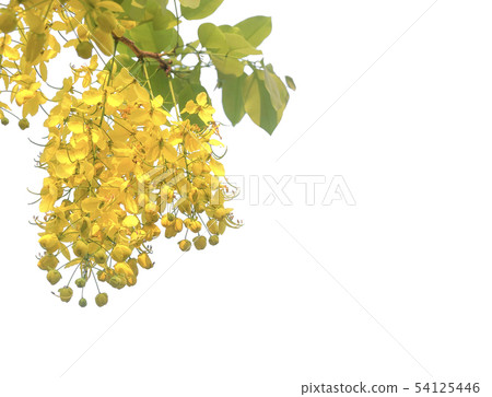 Golden Flowers Golden Flowers 54125446