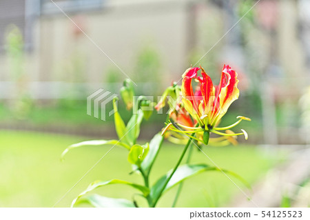 橙色Gloriosa花 54125523