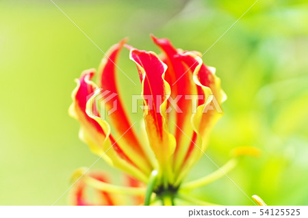 橙色Gloriosa花 橙色Gloriosa花 54125525
