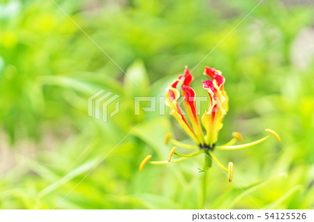 橙色Gloriosa花 54125526