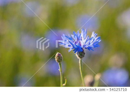 Blooming Cornflowers, Centaurea Cyanus 54125710