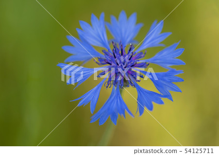 Blooming Cornflowers, Centaurea Cyanus 54125711
