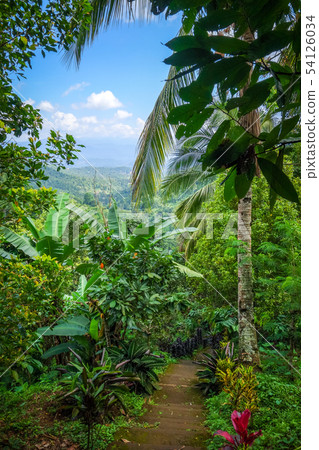 Jungle landscape, Munduk, Bali, Indonesia 54126034