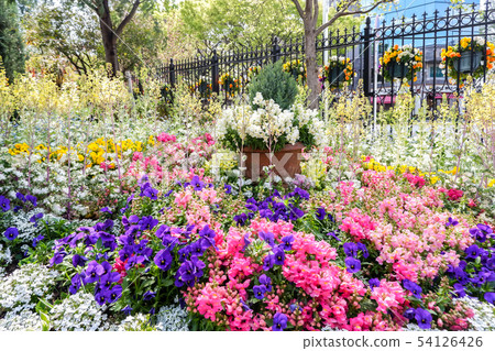 Colorful flowers blooming on one side 54126426