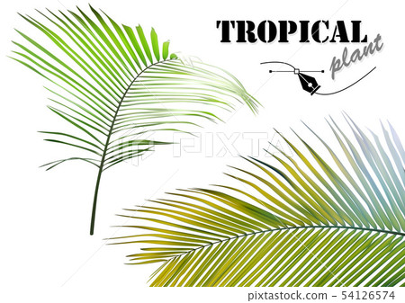 Tropical Palm Leaves Tropical Palm Leaves 54126574