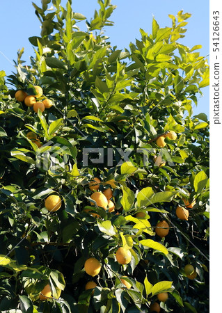 Setonai lemon Setonai lemon 54126643