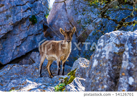 Spanish Ibex, Capra pyrenaica in Torcal de Antequera National Park, Spain Spanish Ibex, Capra pyrenaica in Torcal de Antequera National Park, Spain 54126701