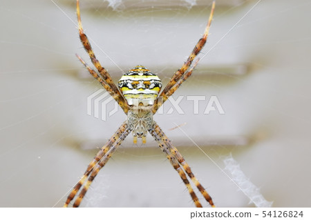小Araneidae 54126824