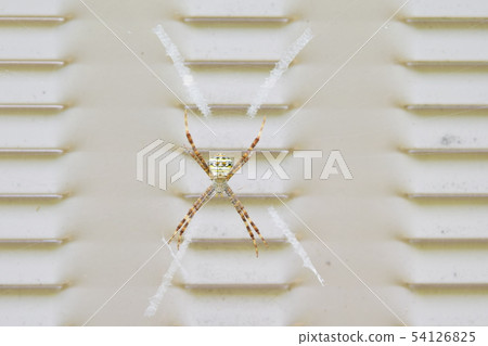 Cogalatidae Cogalatidae 54126825