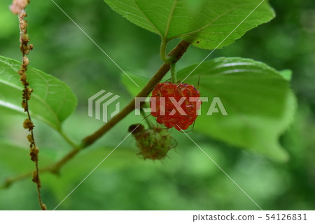 柿果紅色 柿果紅色 54126831