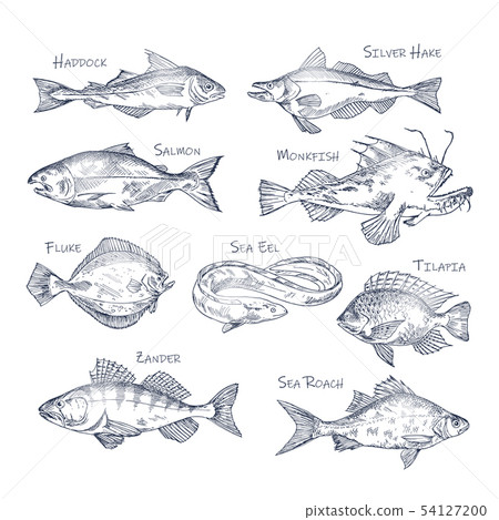 Set of isolated river and ocean fish sketches Set of isolated river and ocean fish sketches 54127200