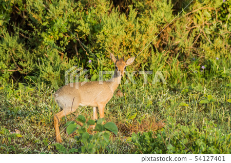 Dik dik in the savannah of Samburu Dik dik in the savannah of Samburu 54127401