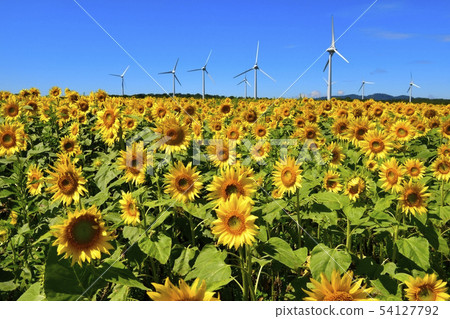Sunflower field and windmill in the Nunobiki plateau 54127792