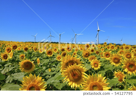 Sunflower field and windmill in the Nunobiki plateau 54127795