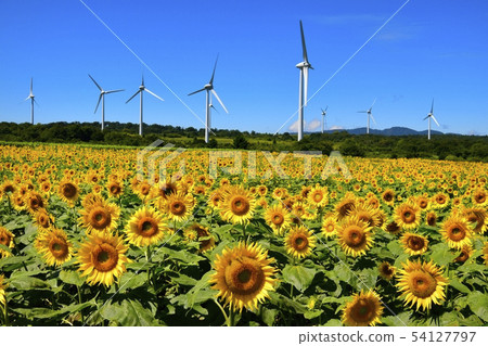 Sunflower field and windmill in the Nunobiki plateau 54127797