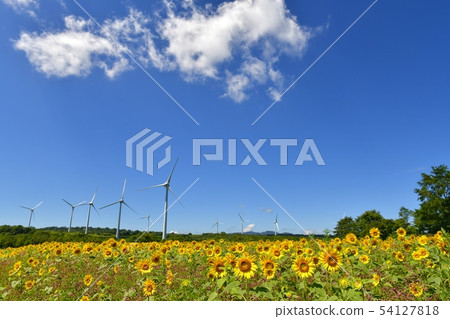 Blue sky and clouds in the sunflower field and windmill of the Nunobiki plateau 54127818