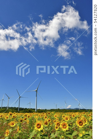Blue sky and clouds in the sunflower field and windmill of the Nunobiki plateau 54127820