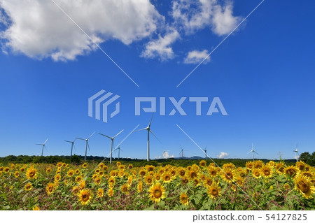 Blue sky and clouds in the sunflower field and windmill of the Nunobiki plateau 54127825