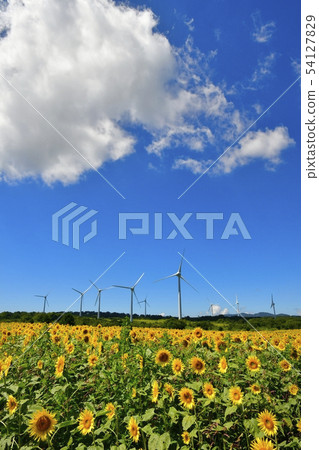 Blue sky and clouds in the sunflower field and windmill of the Nunobiki plateau Blue sky and clouds in the sunflower field and windmill of the Nunobiki plateau 54127829