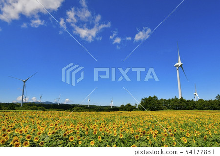Blue sky and clouds in the sunflower field and windmill of the Nunobiki plateau 54127831