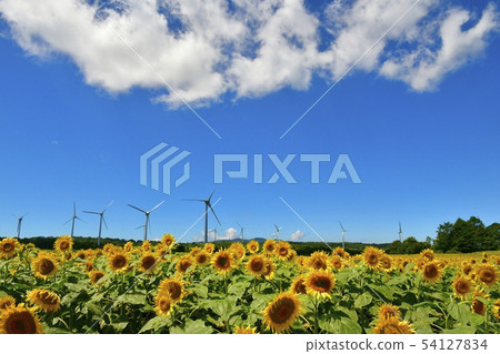 Blue sky and clouds in the sunflower field and windmill of the Nunobiki plateau 54127834