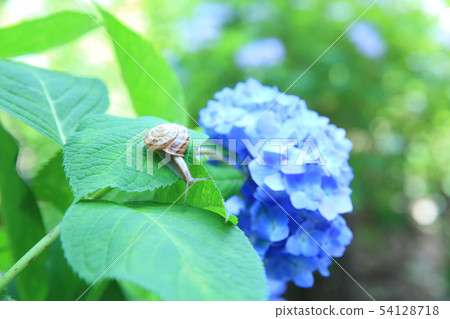 繡球花和蝸牛 54128718