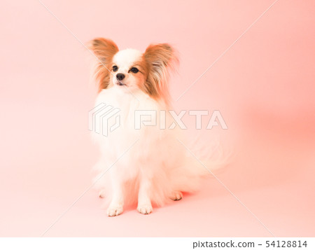 Sitting papillon Sitting papillon 54128814