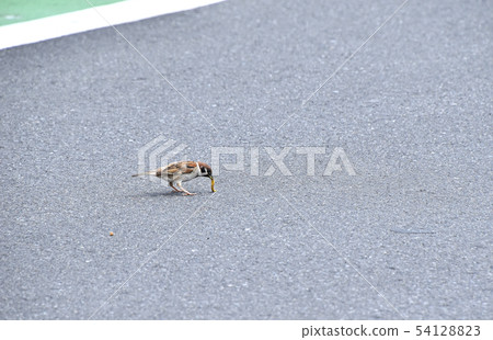 吃在路中間的麻雀 54128823