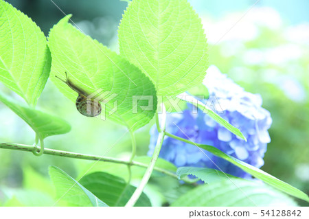 繡球花和蝸牛 繡球花和蝸牛 54128842