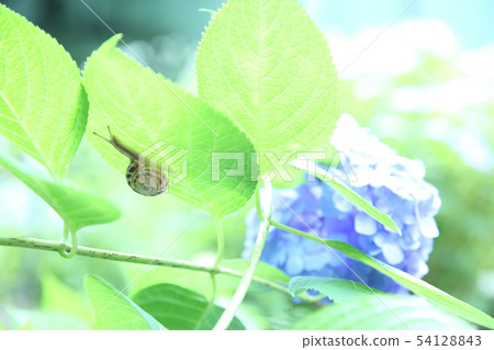 繡球花和蝸牛 54128843