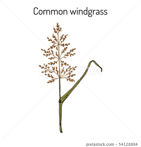 Loose silky-bent or common windgrass Apera spica-venti , weed grass 54128884